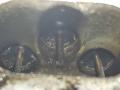 головка блока цилиндров Audi A4 B6 2003, 1.8 л., бензин, седан, AWT, AWM, AMB, AWC, AUG, AVJ, APX, BFB, BAM, AJH, AUQ, BEX, AWP - фото №18