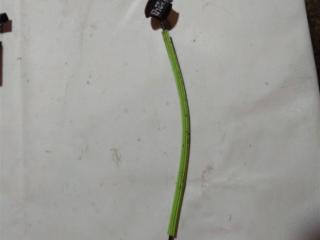 Трос двери задней Audi A8 D3/4E [2-й рестайлинг] 2007, 4.2 л., бензин, седан, 4E0839085E, 4E0839085D, .