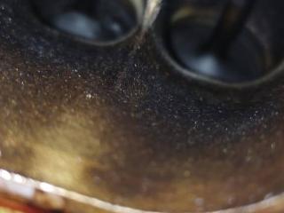 двигатель Ford S-Max 1 поколение [рестайлинг] 2010, 2.0 л., минивэн, AODA, AOBA, QQDB, AOWA, AOWB, Q7DA, AODB, TBBA, AOBC, QQDA, AODE, SYDA, CJBB, CJBA, B4204S4, TBBB, 3458101543, .